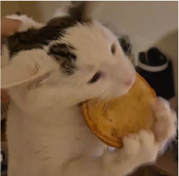 Hungry Cat