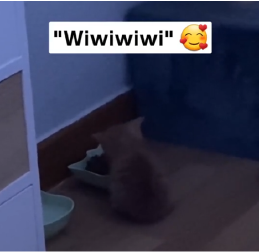 "Wiwiwi" Cat